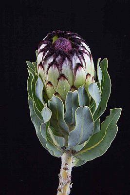 Protea-Protea Niobe